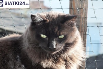 Siatki Ostrzeszów - Zabezpieczenie balkonu siatką - Kocia siatka - bezpieczny kot dla terenów Ostrzeszowa